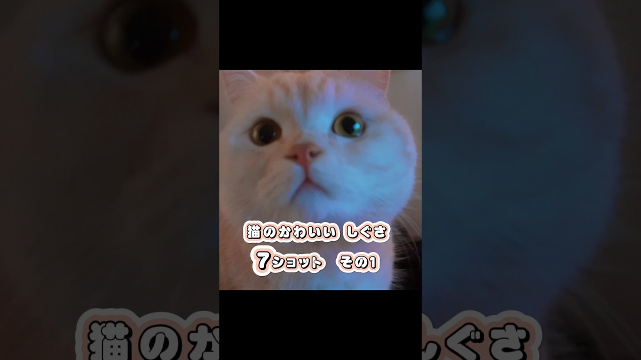 猫 かわいい しぐさ スコティッシュフォールド #スコ猫はるる君 #shorts #猫 #スコティッシュフォールド