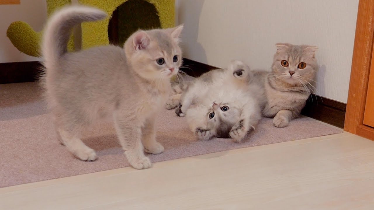 The kitten that loses to its sister and immediately runs away to its mother is cute.