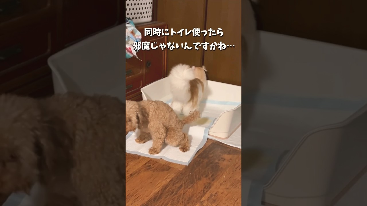 【キンカロー】同じトイレでおしっこする犬猫【マンチカール】