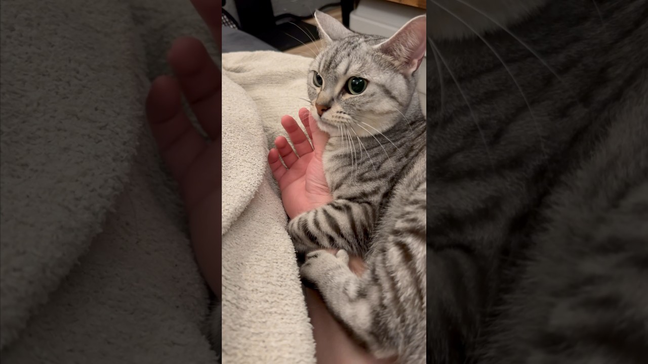 【猫動画】パパが帰宅したので早速腕に抱きつく猫www #shorts