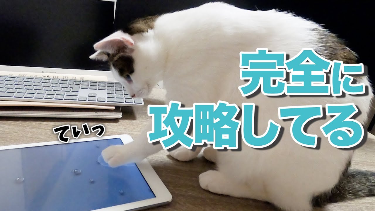 CAT ALONEの遊び方を完全に理解した猫が可愛すぎる