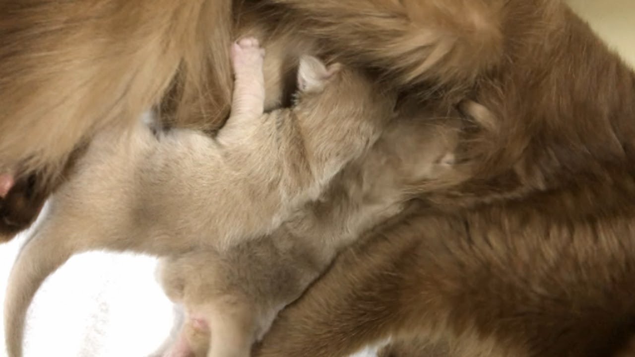 [ソマリ]　すくすく成長中の兄妹子猫