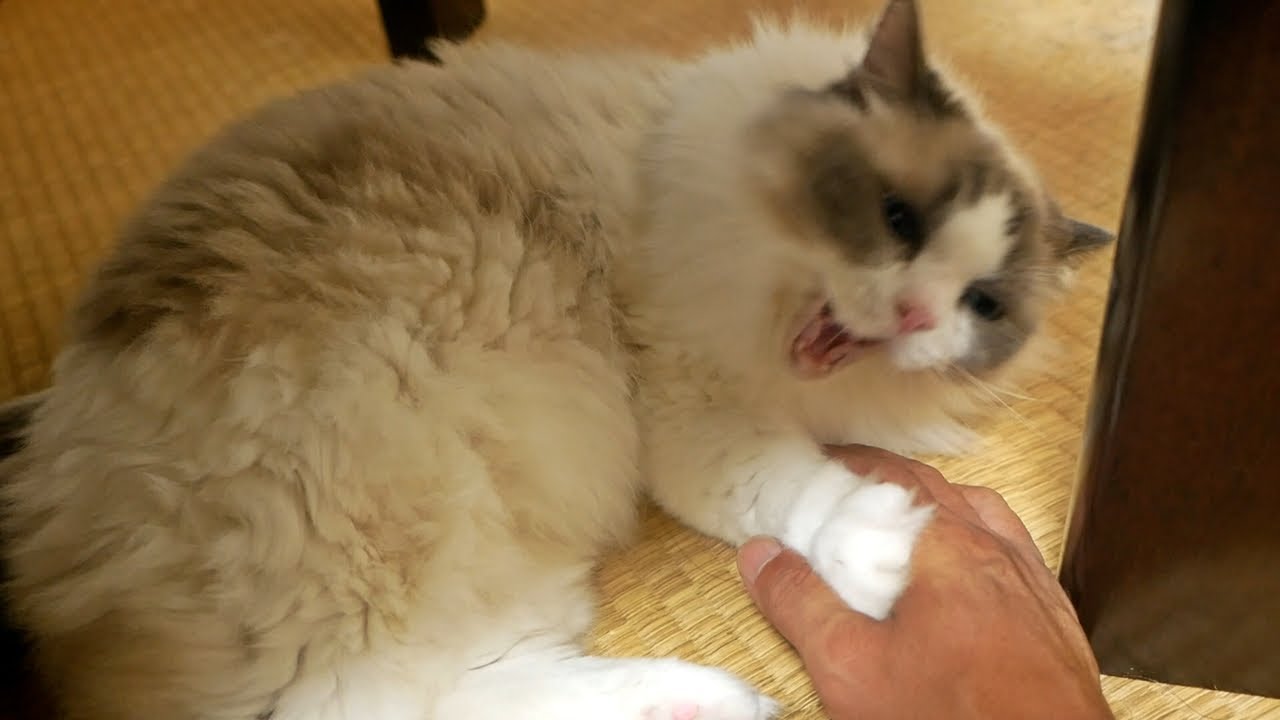 ラグドールは手加減して噛みついてくる優しい性格の猫なので、とても飼いやすい。