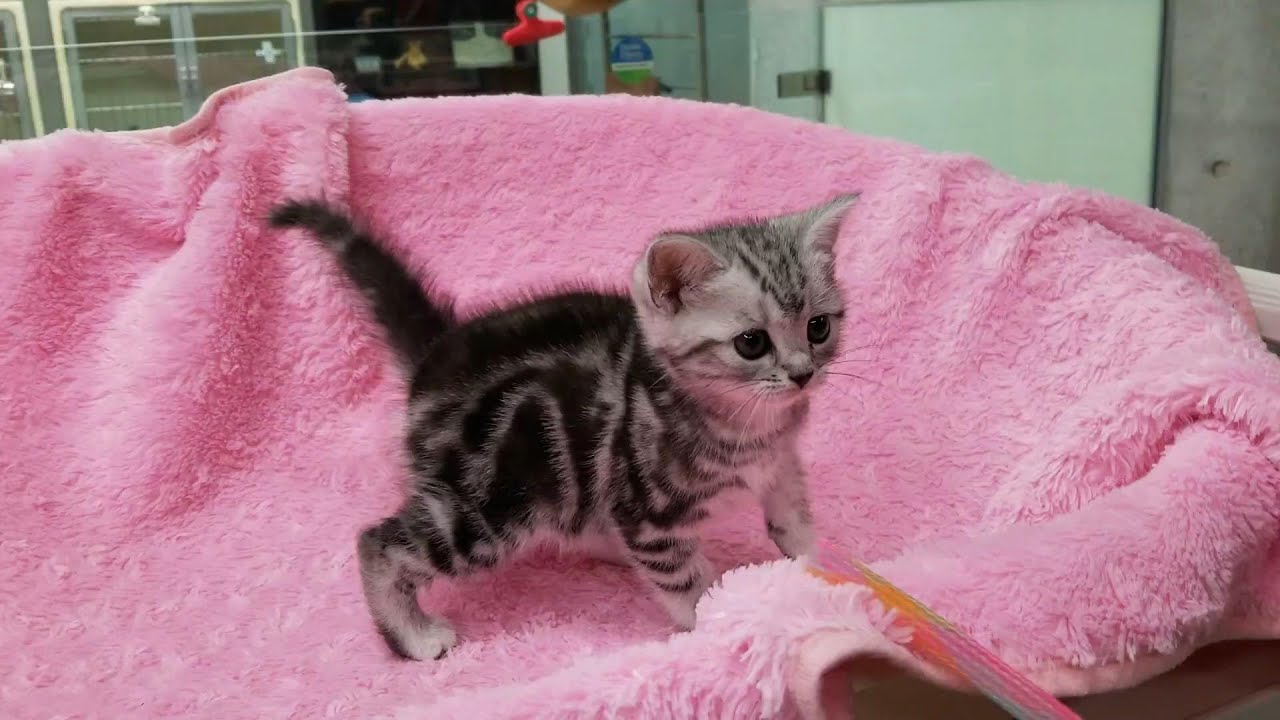 アメリカンショートヘアー by IZUMI PETS&CARE（岐阜のペットショップ）