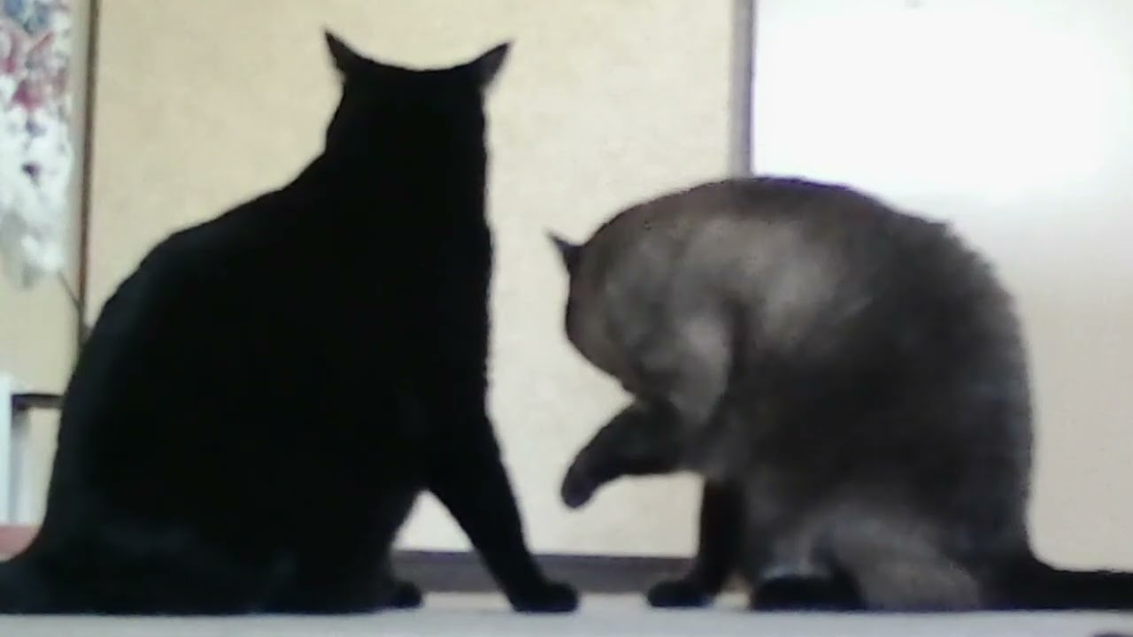 保護猫兄弟は７歳になりました