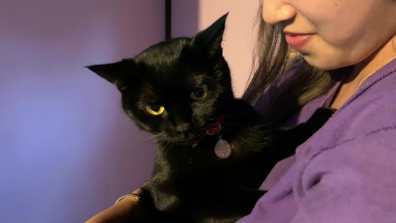 4匹の黒猫ボンベイファミリーのさらににぎやかな1日☆まだ何かに警戒しているようで、ニャンズ達の様子がおかしいぞ☆