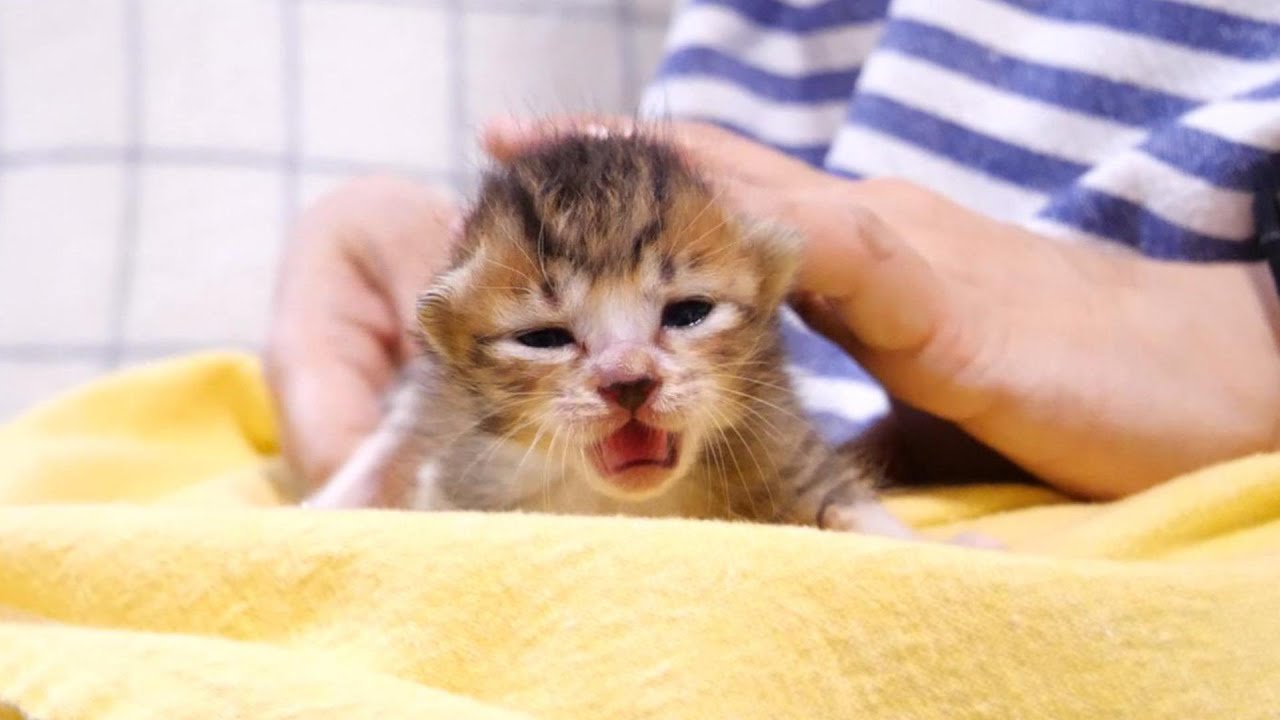 お腹空いたよとカワイイ鳴き声でミルクをねだる子猫【赤ちゃん猫　保護猫】