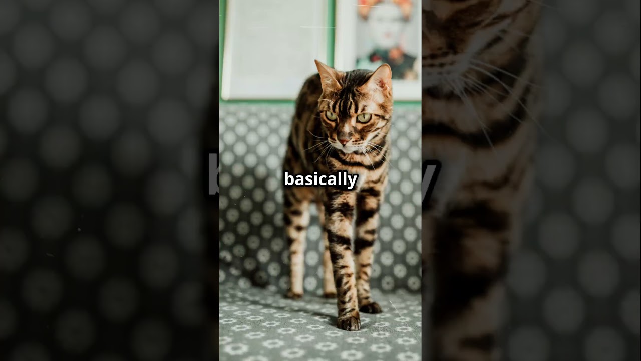 Top 5 Most Common Cat Breeds 🐱