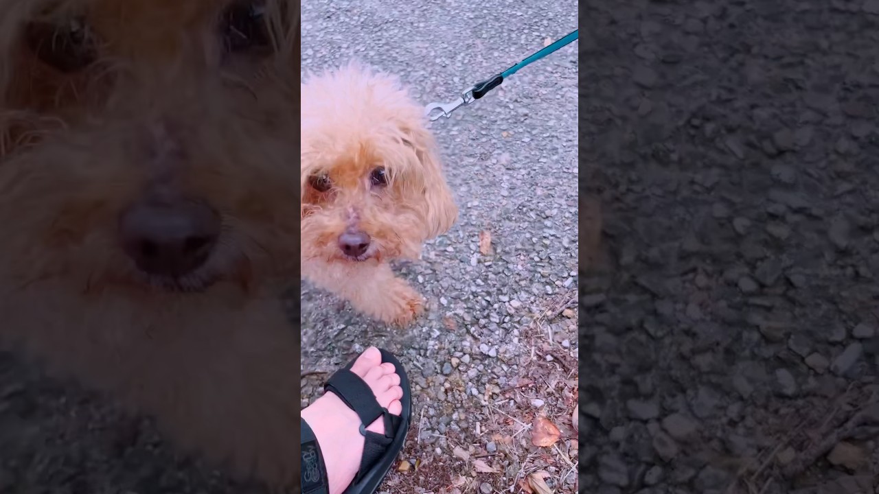 ユキオさん、猫散歩でトイプーくんと遊んだよ😻#cat #catcute #cute #癒し動画#ocicat #散歩する猫