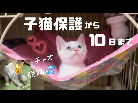 [保護子猫]草むらで泣き叫んでいた子猫チャオを保護して10日。まさかの脱腸事件💦全国から里親様募集中の保護猫ご紹介😺
