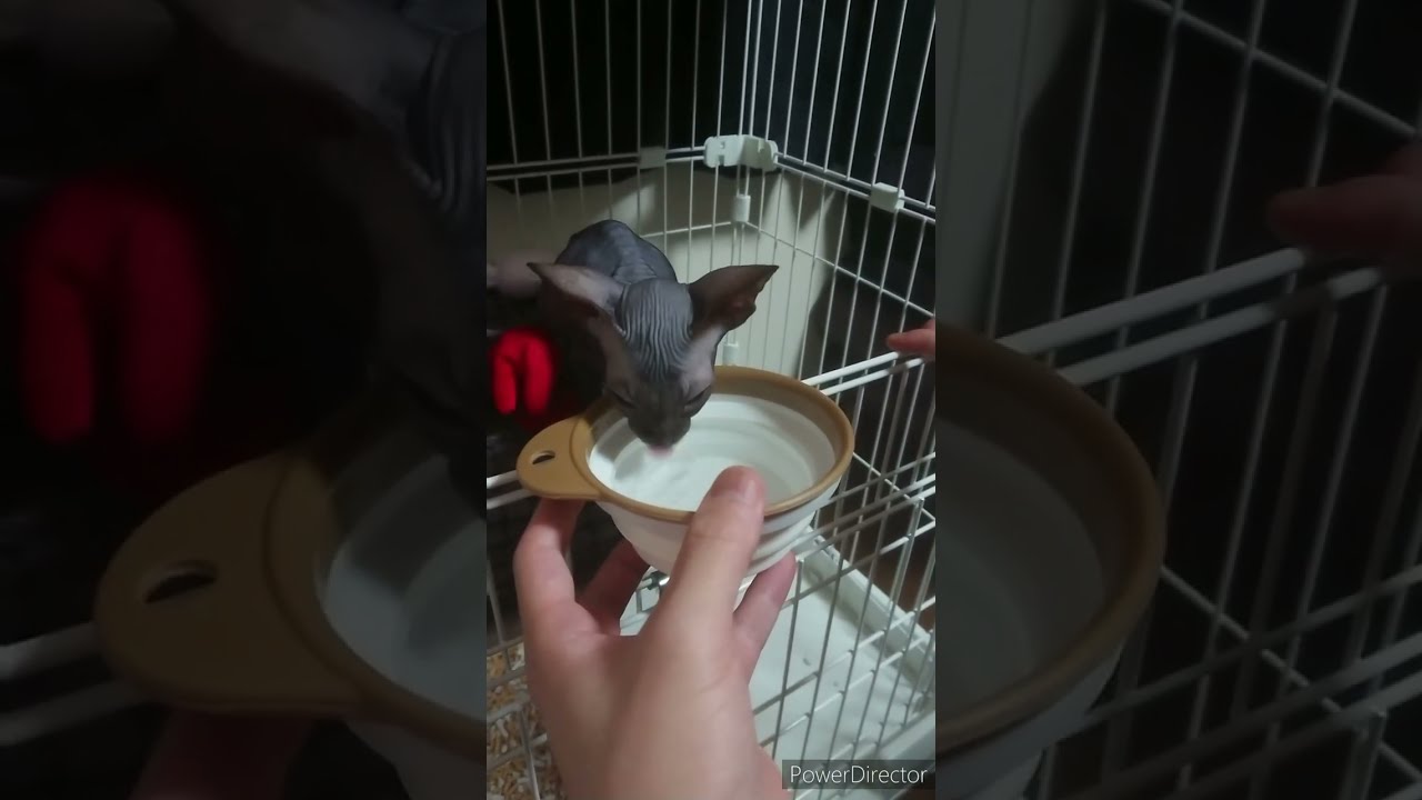 スフィンクスの子猫アルくん　水飲み＃shorts