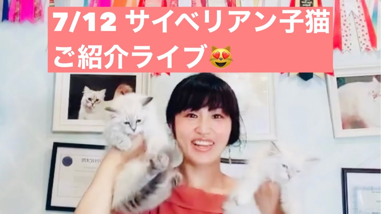 7/12 モカのサイベリアン子猫ご紹介ライブ😻最高峰の子猫をお迎え下さい😻