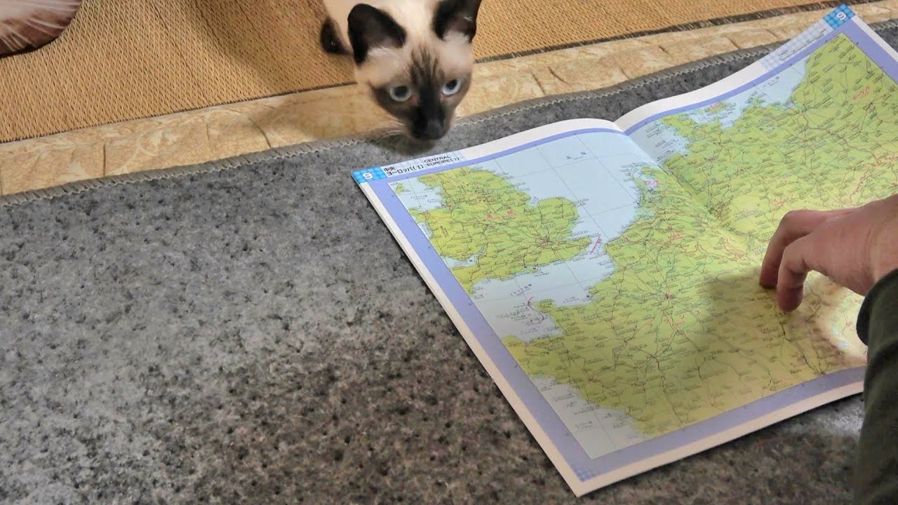 シャム子猫の前で地図帳を広げた結果🗺️