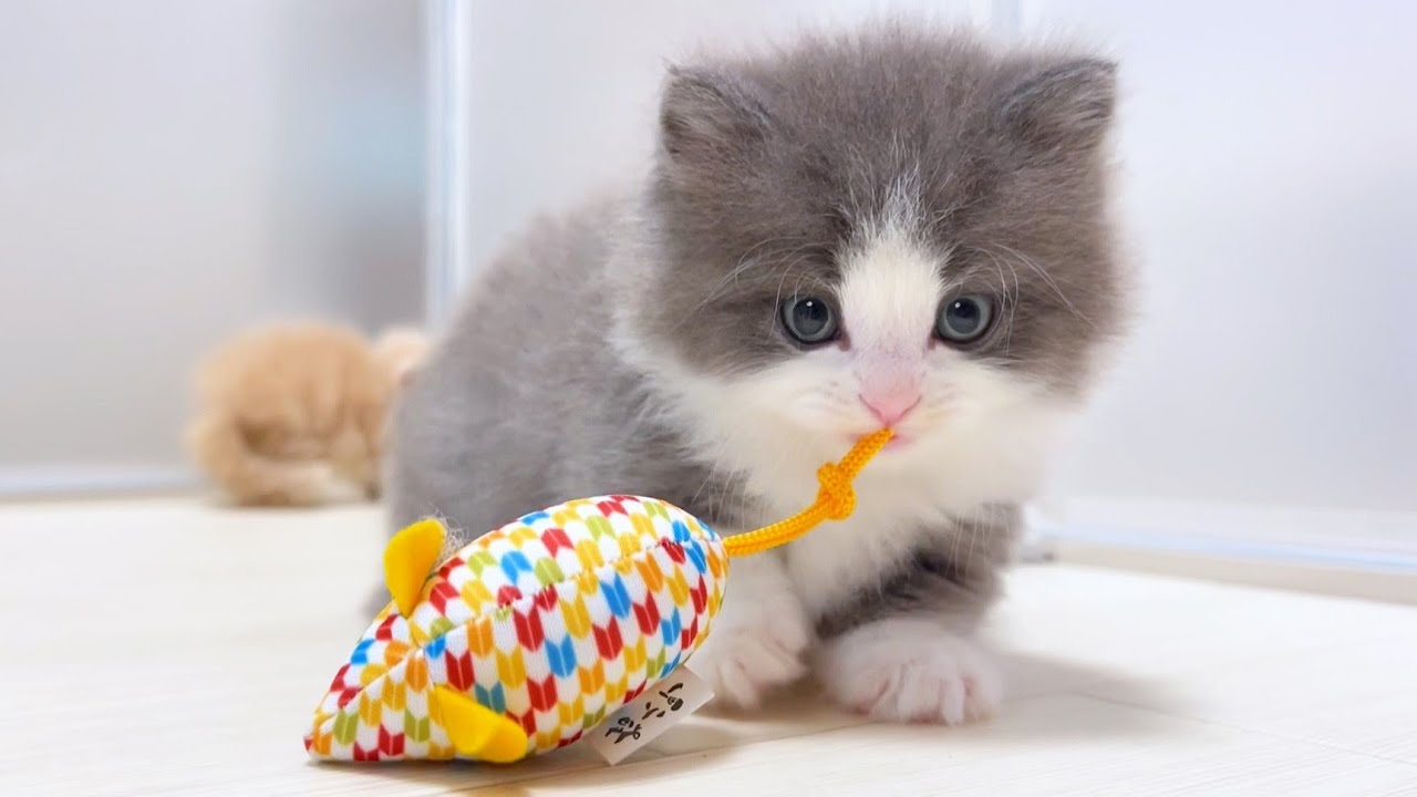 【マンチカンの子猫】珍しくアクティブな子猫の豹変が凄い件 ～猫のいる生活Vol.987～出産動画 マンチカン短足・ミヌエット・ペルシャ猫専門ブリーダー『ペット蔵人』【子猫の成長記録】