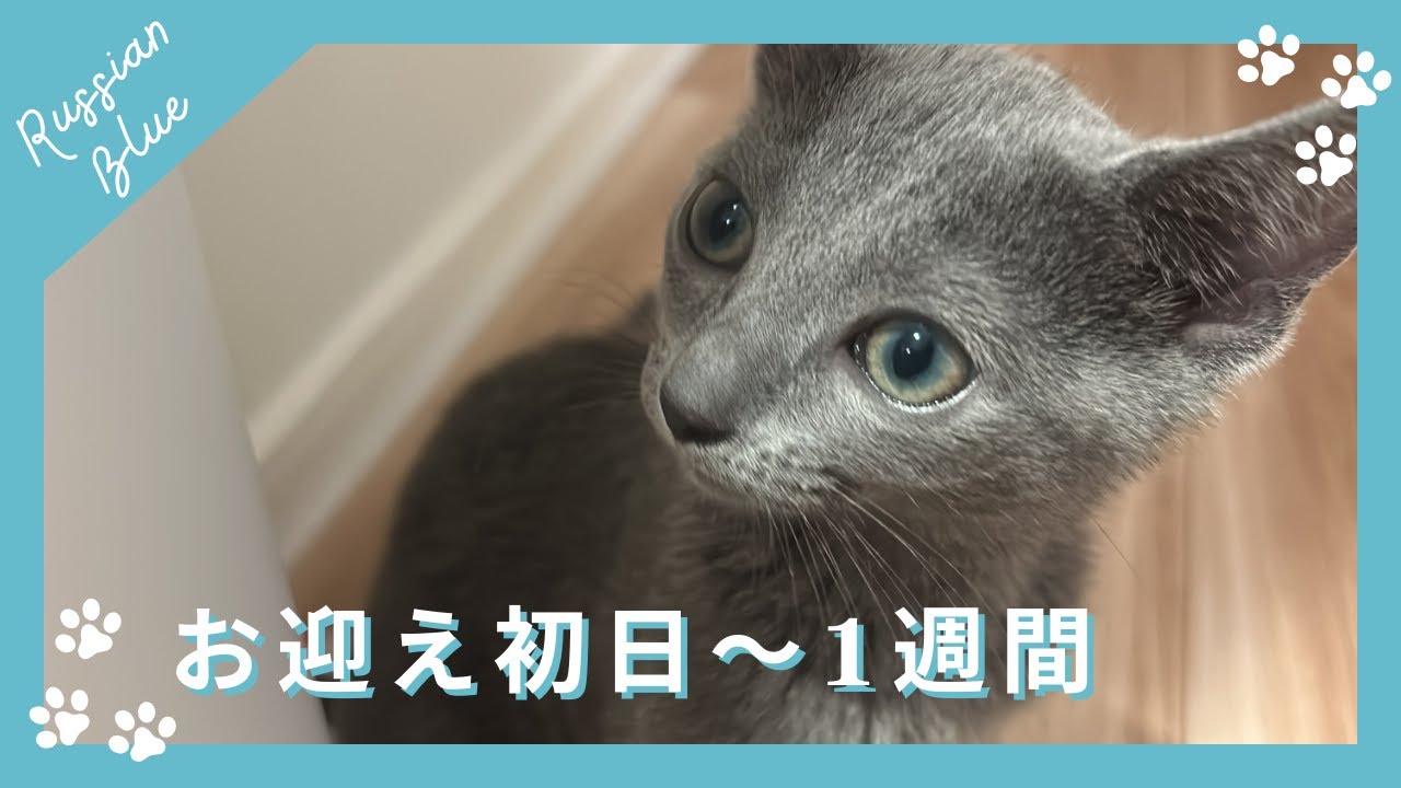 お迎え初日〜1週間の記録【ロシアンブルー】