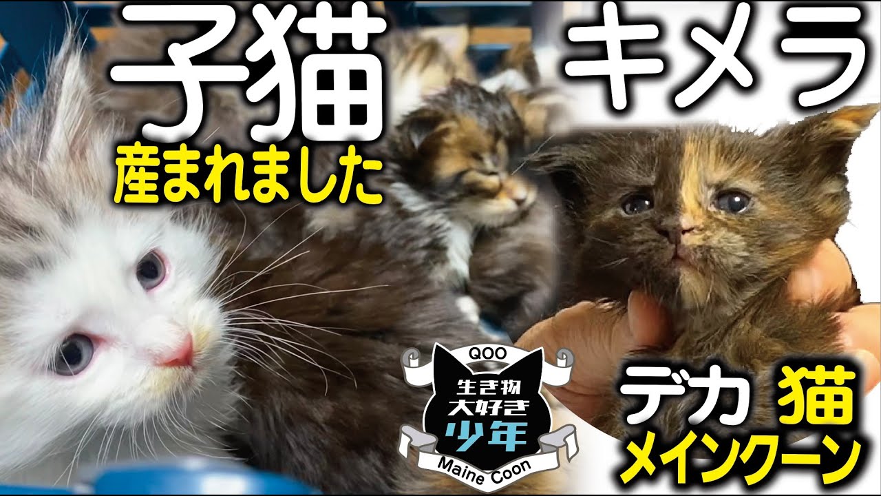 【メインクーン】子猫、産まれました！6匹全部メス。遺伝子が２つ？！キメラの珍しい子猫誕生／メインクーンキャッテリー東京小野クーン