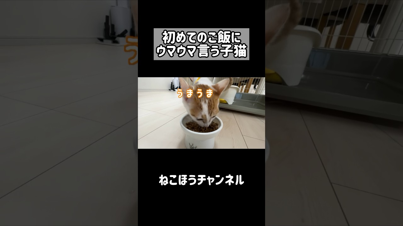 美味しいごはんにウマウマ言う子猫 #shorts