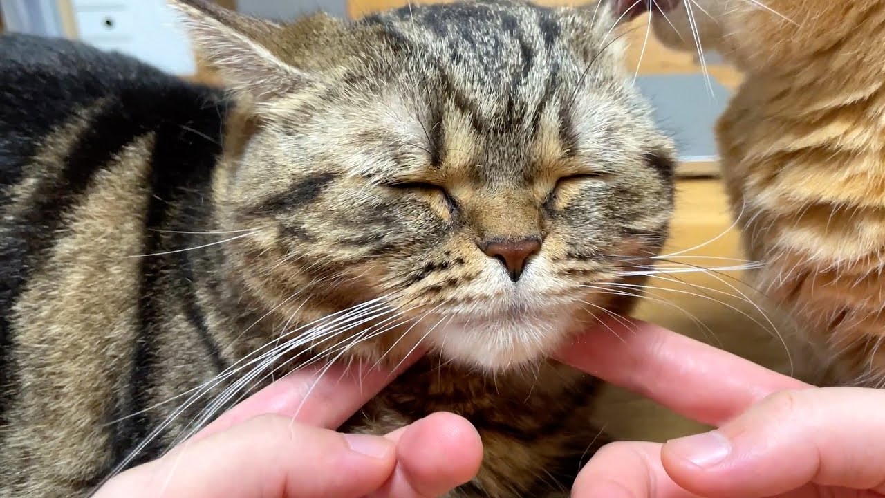 愛情をたっぷり受けた末っ子猫の表情がたまらん！
