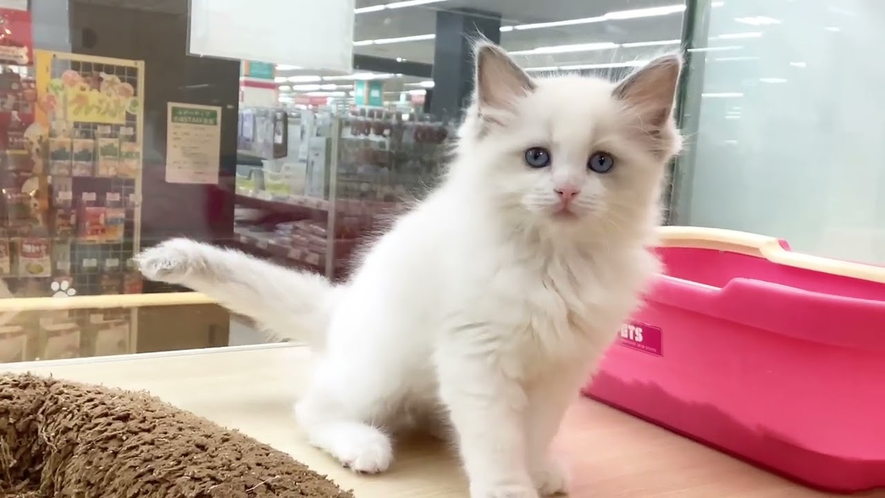 【 ラグドール 】とっても美人な女の子♡甘えん坊さん