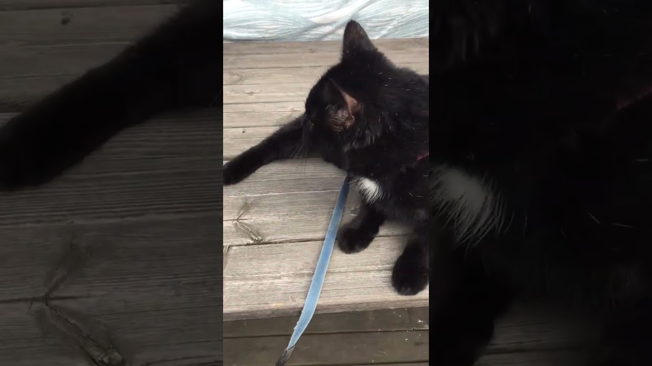 Manx cat crawling enjoy #manxcat #cat #cute