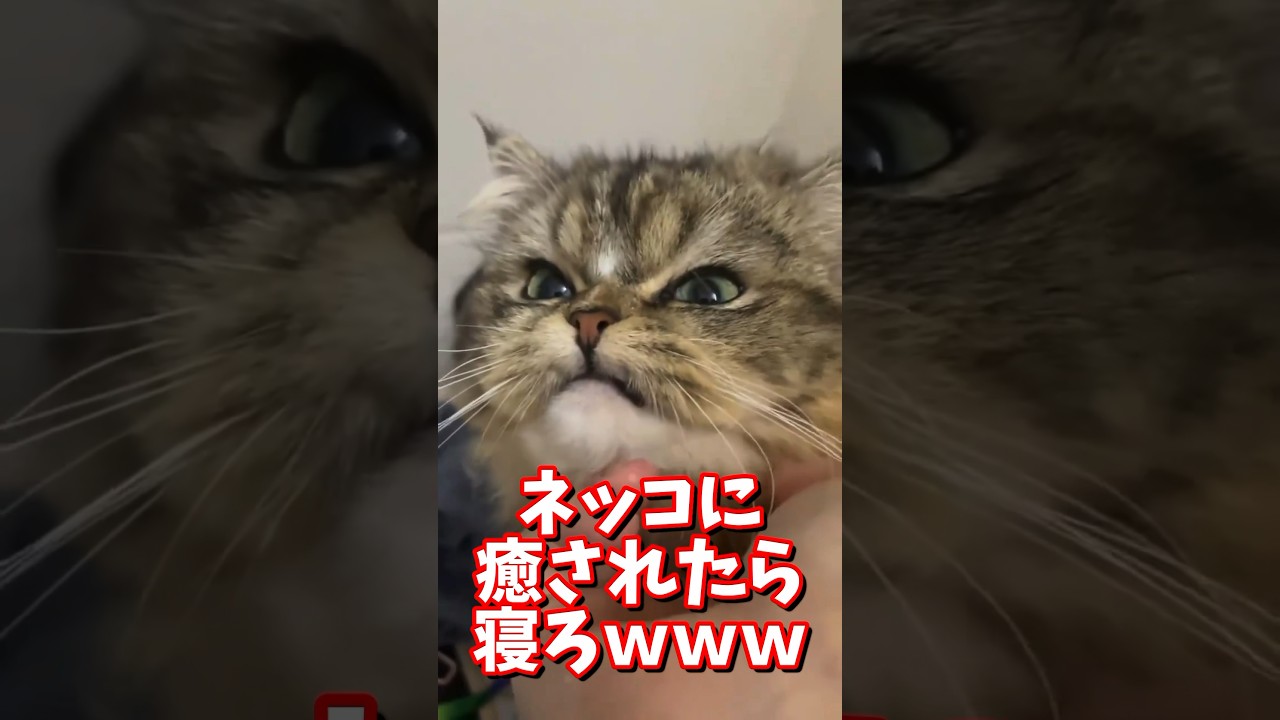 ネッコの動画で癒されたら寝ろｗｗｗ　#2ch #2ch動物スレ #2ch面白いスレ #動物 #犬 #猫 #癒やし #ねこ