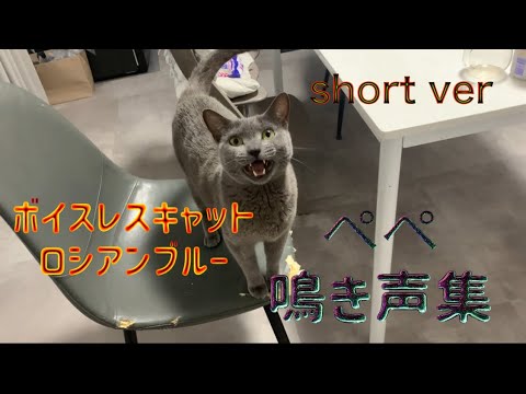 ボイスレスキャット・ロシアンブルー、ぺぺの鳴き声集(short ver)