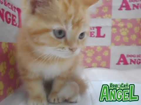 アメリカンショートヘアー 2110079 【ペットショップエンゼル　子犬・子猫販売】