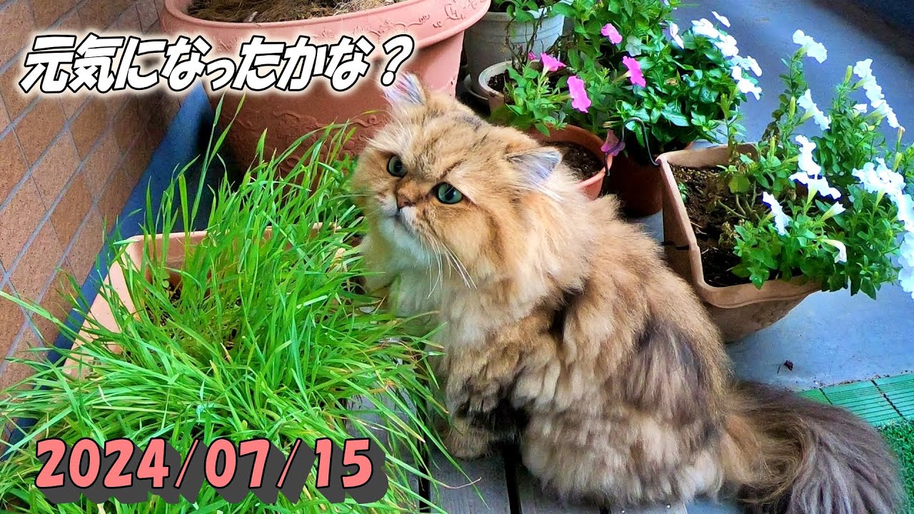 久しぶりにパパとバルコニーで寛ぐペルシャ猫のひとみ Persian cat Hitomi's relaxing days 2023/07/15