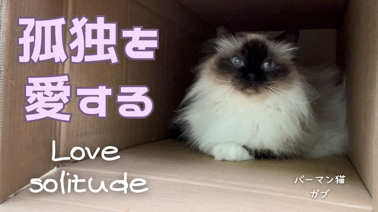 バーマン猫ガブ【孤独を愛する】Love solitude（バーマン猫）Birman/Cat