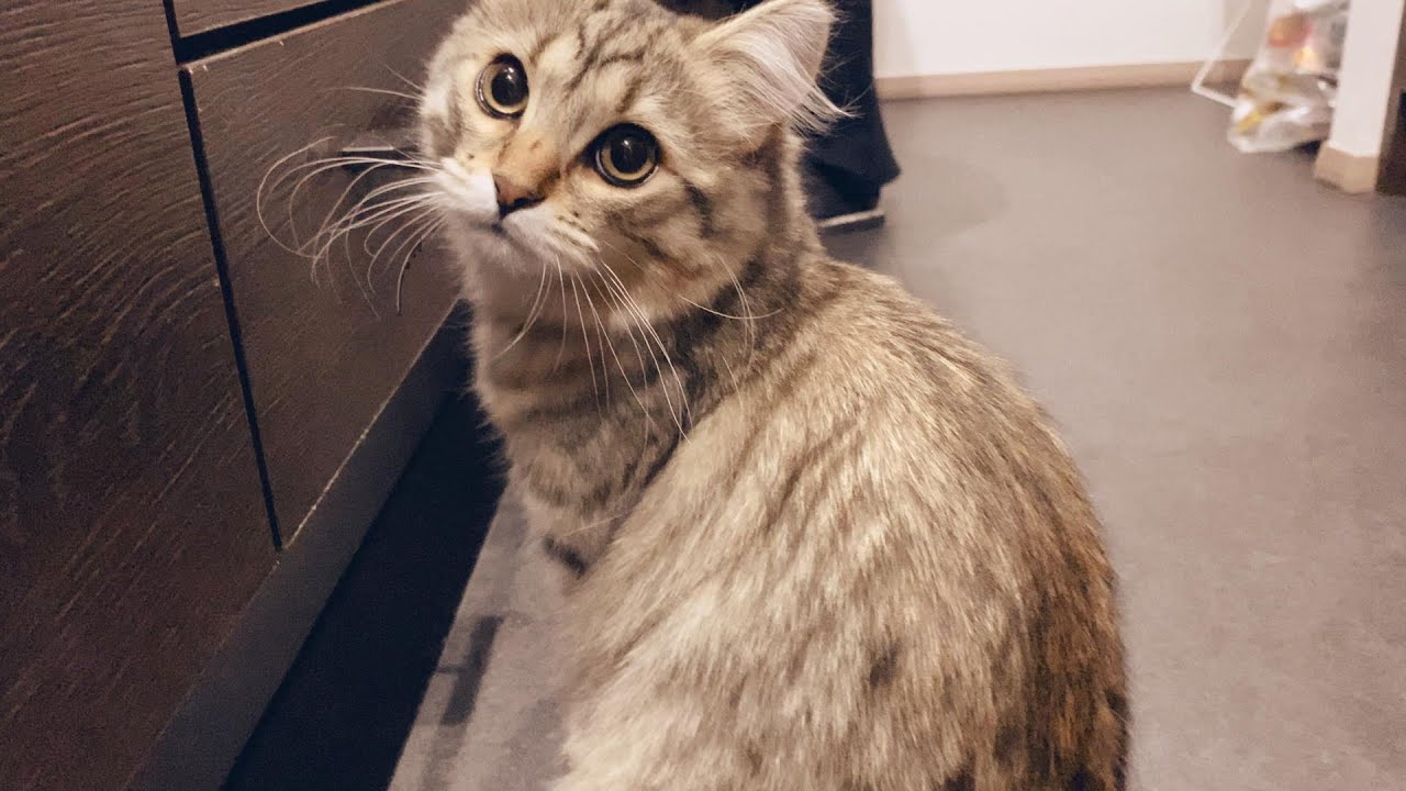 サイベリアンは甘えん坊でとっても飼いやすい猫だと思います【episode33】