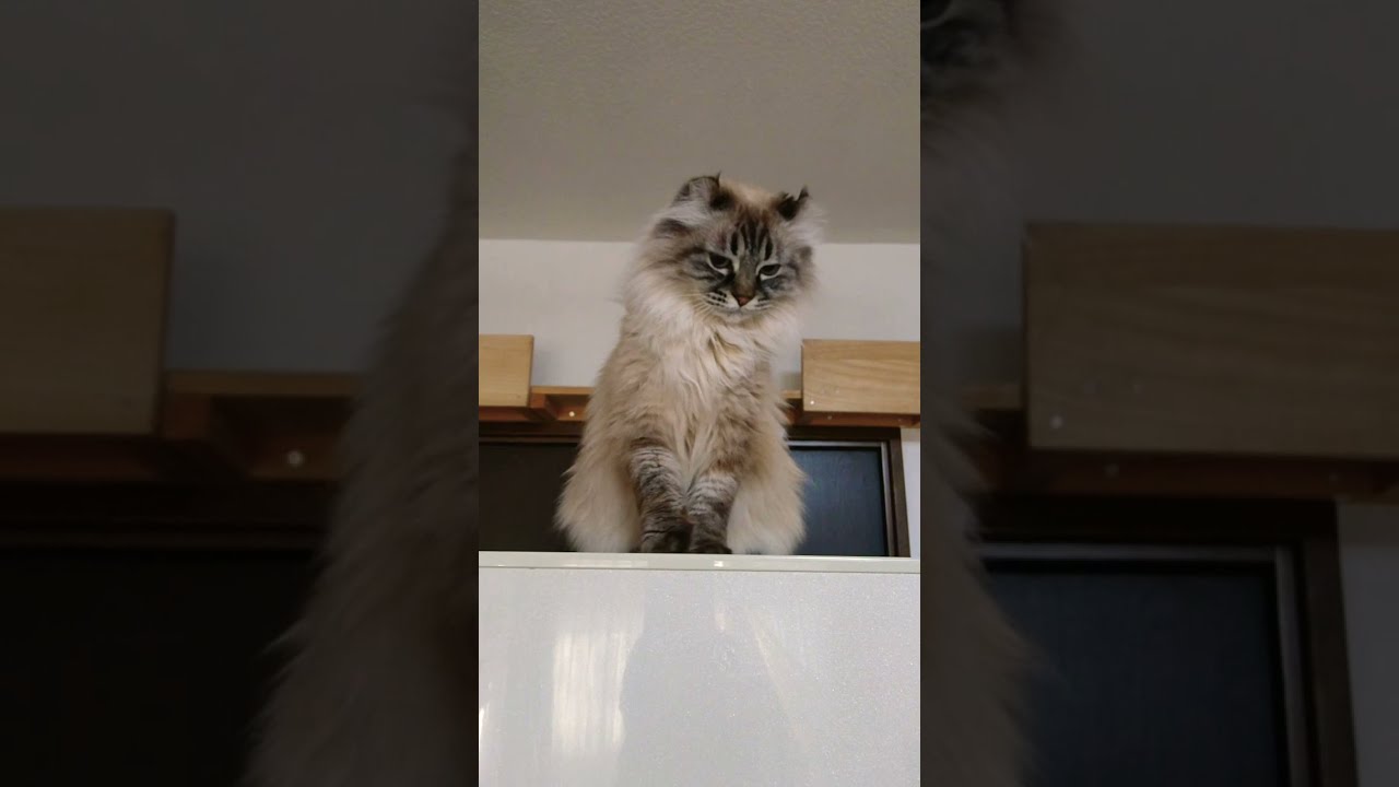 やはりイタズラする猫。アメリカンカールのチコ。チコとショコ。 #shorts #americancurlcat #軽井沢エール