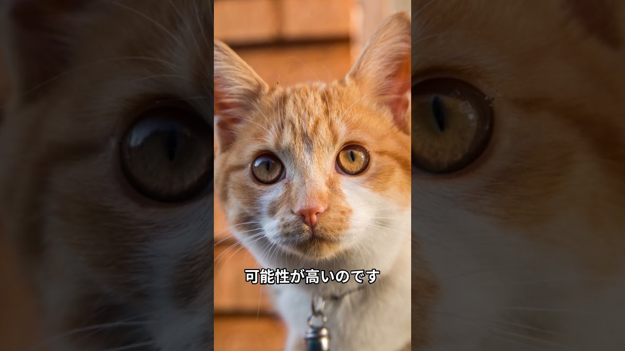気を付けたい猫さまに嫌われる行動3選 #shorts  #猫   #ねこ #kitty  #cat