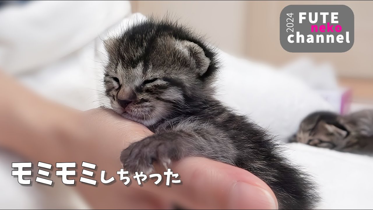 ミルクの間中ずーっとゴロゴロが止まらない子猫【保護子猫】