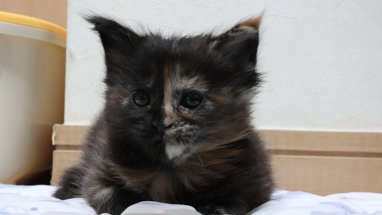 生後1ヶ月メインクーン子猫キメラちゃん