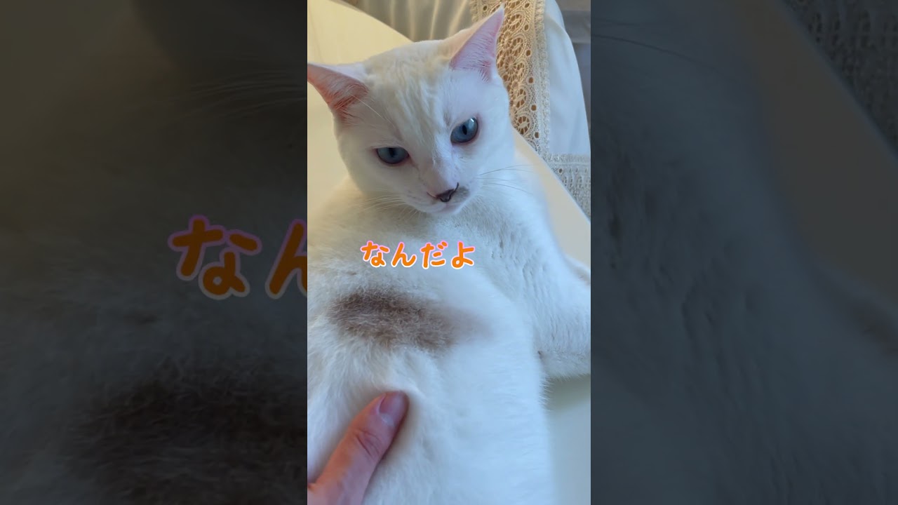 次男のダル絡みをめんどくさそうに対応する弟猫