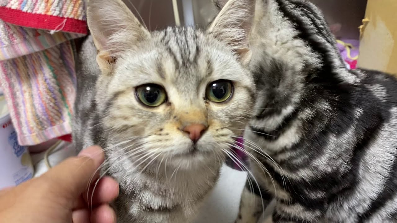 アメリカンショートヘア＆スコティッシュフォールド 子猫