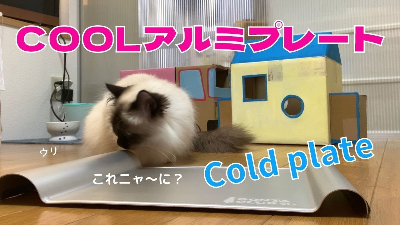 暑さ対策【COOLアルミプレート】Cold plate（バーマン猫）Birman/Cat