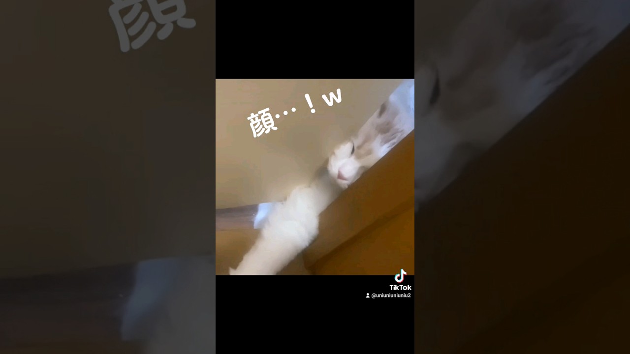 どこまでもついてくる子猫 #ラガマフィン #猫動画 #cat #子猫 #癒し #違うそうじゃない