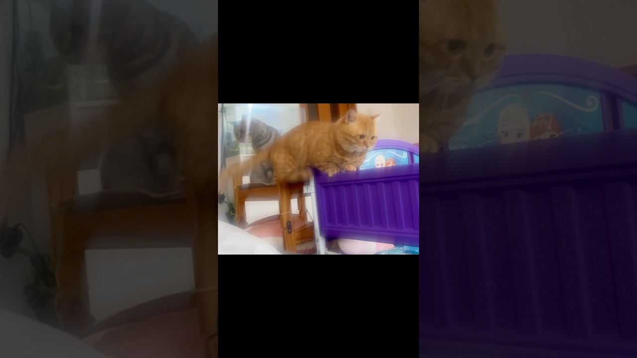 足を踏み外しちゃった猫。 #マンチカン #shorts