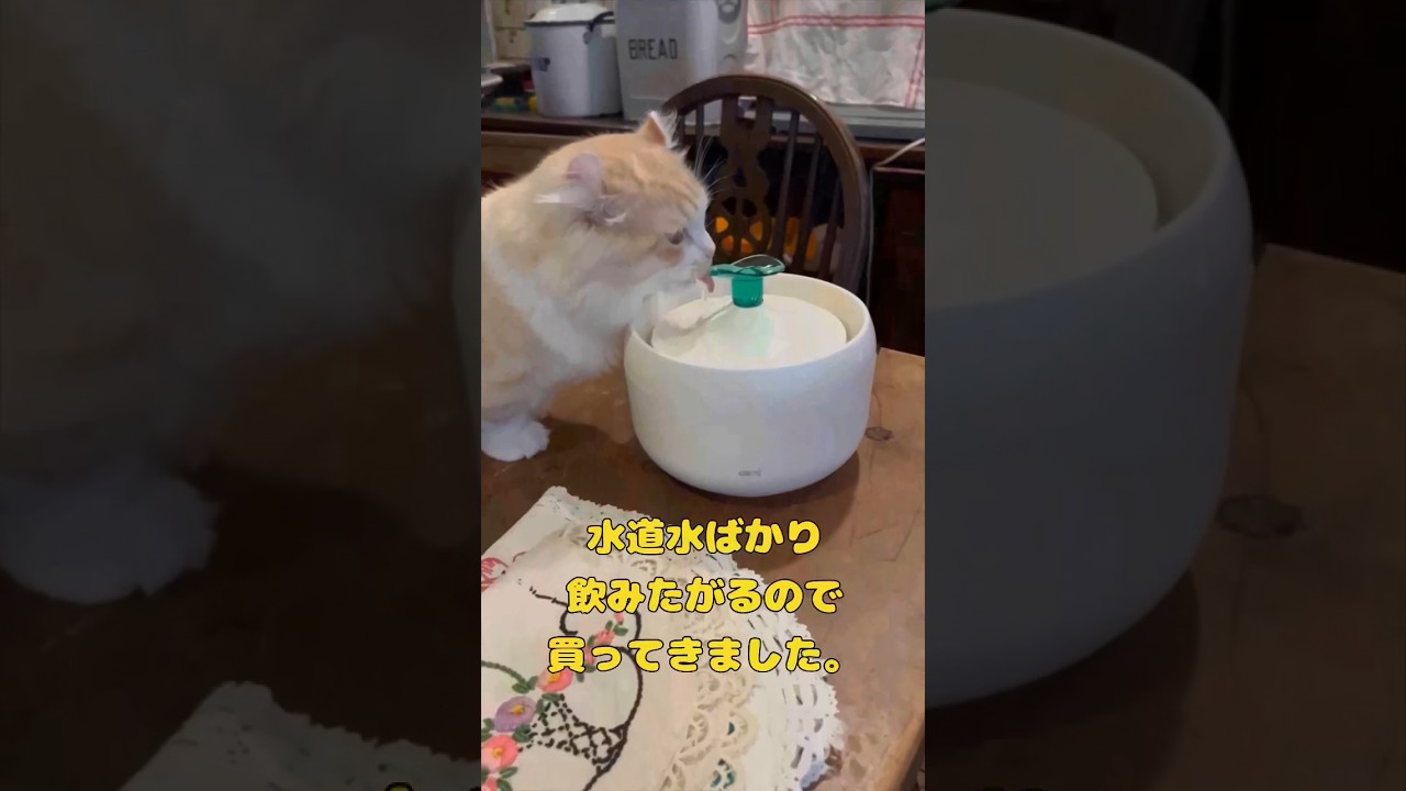 【キンカロー】水道水大好きネコに給水機与えてみた【マンチカール】