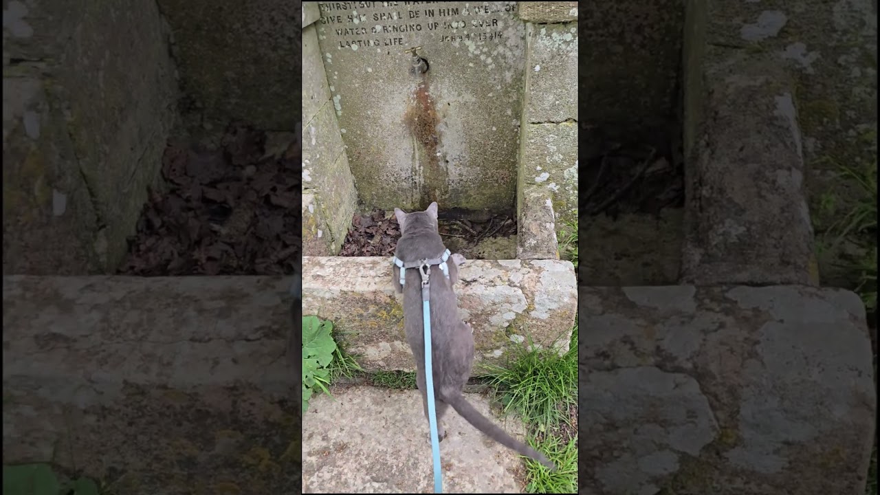 Ebi the adventure cat exploring abandoned village #shorts #shortvideo  #adventurecat #cat #abandoned