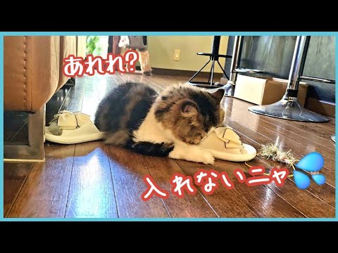 マタタビ級?塩素系で覚醒しちゃうネッコ♪ラガマフィンちゃん