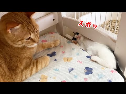 怒られたらはまってしまった子猫