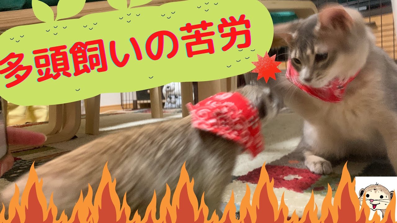 【多頭飼い】ソマリ×ミーアキャットの激闘！