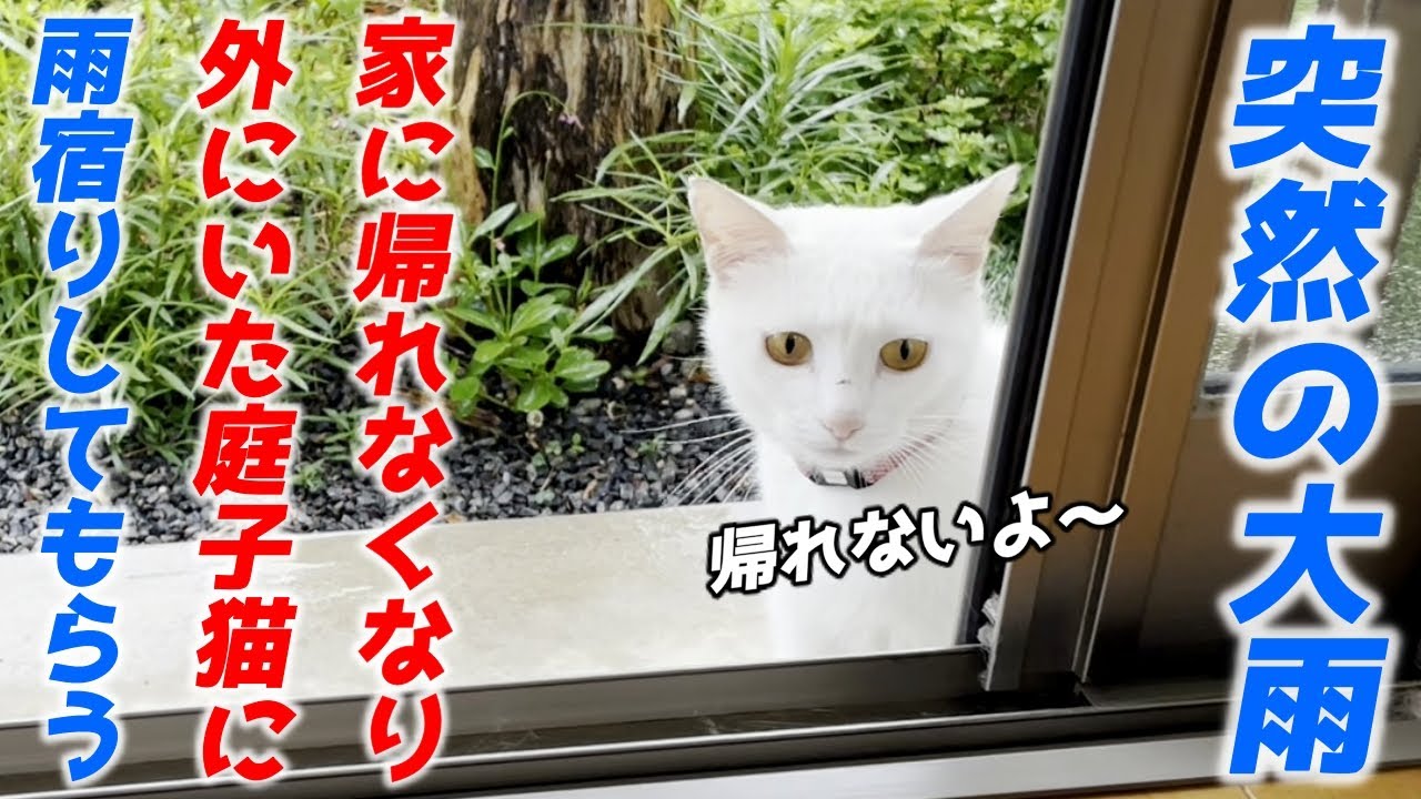 突然の大雨で家に帰れなくなった庭子猫に雨宿りしてもらいました…♡[三毛母猫の子猫]