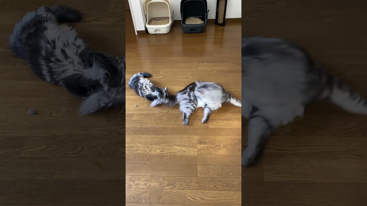 【メインクーン＆マンチカン】メインクーンの尻尾にじゃれるマンチカンの子猫 A Munchkin kitten plays with a Maine Coon's tail. #shorts
