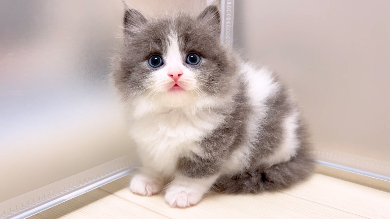 【マンチカンの子猫】いきなり今日はオフな日の子猫達の件 ～猫のいる生活Vol.988～出産動画 マンチカン短足・ミヌエット・ペルシャ猫専門ブリーダー『ペット蔵人』【子猫の成長記録】