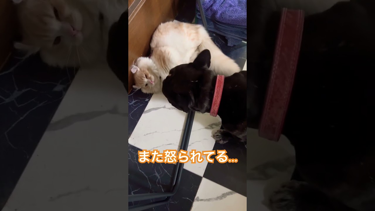 【キンカロー】また怒られてる毛玉！【マンチカール】