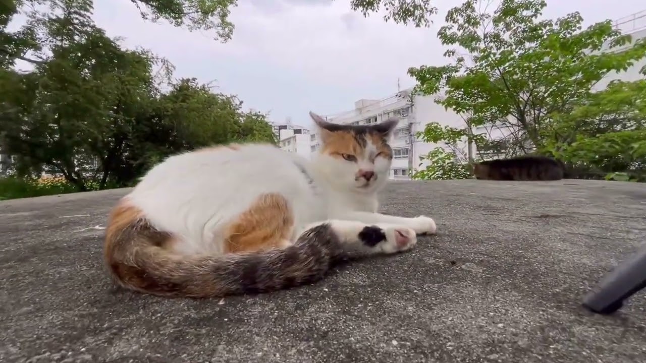 本日も気持ち良さそうに眠るみぃ〜ちゃんのリュックを取り上げてしまう…。#catlover