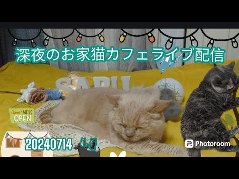 深夜のお家猫カフェライブ配信　１１４